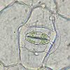 ムラサキツユクサの気孔
